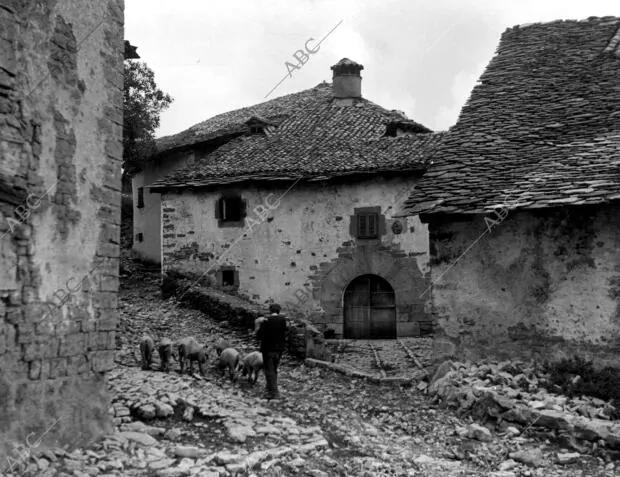 Ganadero con unos Cerdos en una de las Calles del pueblo Goñi (Navarra)