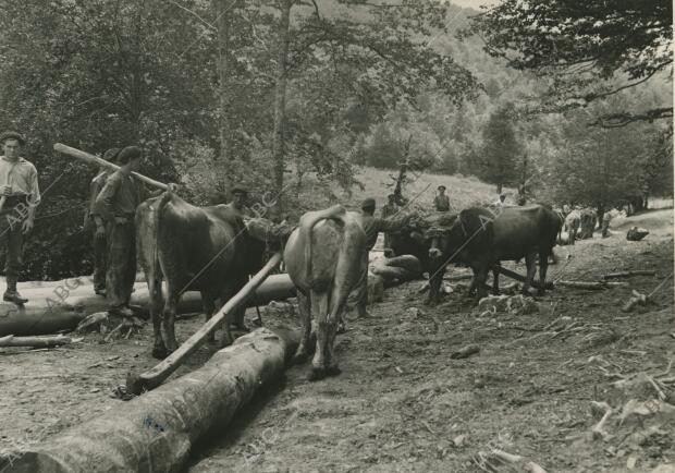 Corte de madera en el Bosque de Irati