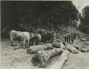 Corte de madera en el Bosque de Irati