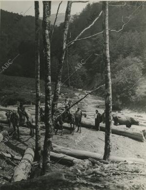 Corte de madera en el Bosque de Irati