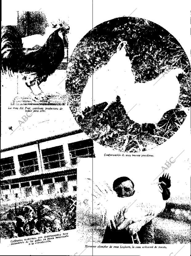 ABC SEVILLA 05-10-1935 página 13