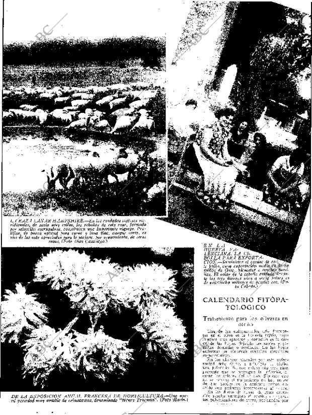 ABC SEVILLA 02-11-1935 página 13