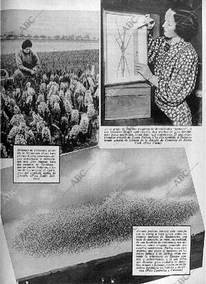 ABC MADRID 22-05-1936 página 13