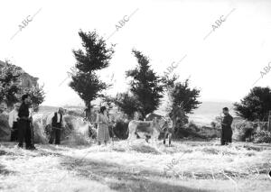 Las Milicias Obreras Vigilan, arma al Brazo, el trabajo de los Campesinos