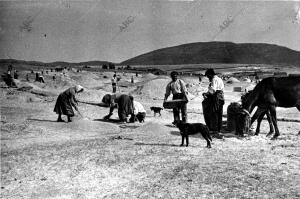 Faenas agrícolas en un pueblo próximo a Buitrago, donde los campesinos no...