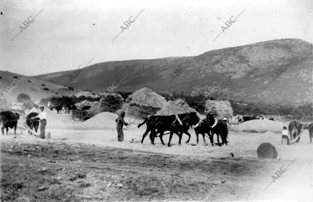 Milicias Ayudando A los Campesinos en su Labor, en los Campos de la Sierra donde...