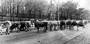 Un lote de Vacas y Terneros Llegados A los Establos Improvisados en Madrid para...