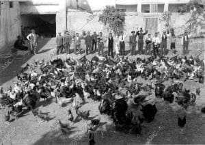 Parte de las Aves Regaladas por los Vecinos de Huéscar (Granada) A los Soldados...