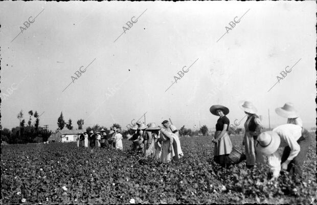 Campesinos andaluces trabajando con normalidad en un pueblo de Córdoba en la...