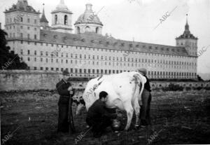 Una vaca Es Ordeñada por los Soldados, para el consumo de la Población, frente...