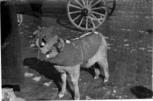 Un Cordero, mascota del primer batallón de Asturias de la columna Mangada