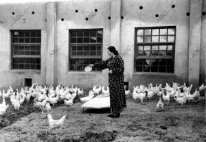 Un gallinero modelo en los Alrededores de Madrid, cuidado en la retaguardia por...