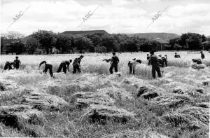 Los Soldados durante sus Trabajos de recogida de trigo en el Campo