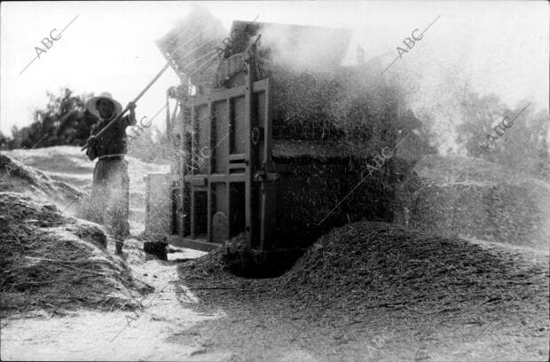 Recolección de la cosecha entre las Lineas de fuego Nacionales y Republicanas