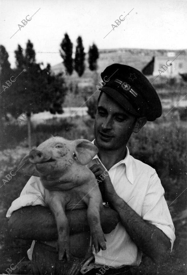 El teniente médico Tuero, con un cerdo que adoptaron como mascota de la sanidad...