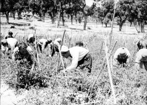 Campesinos Trabajando en un huerto de Tomates