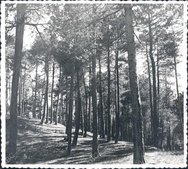 Paisaje forestal de Siles