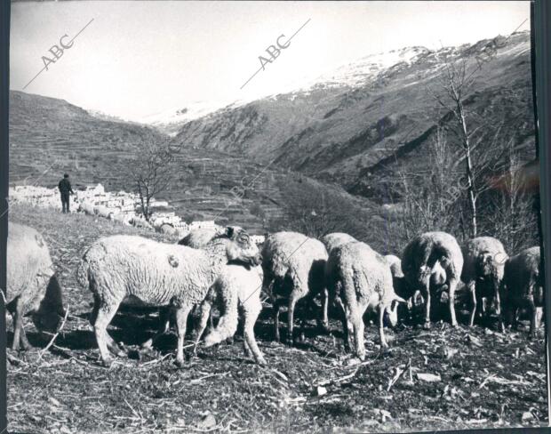 Rebaño en las Proximidades de Trévelez