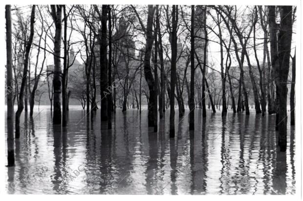 Crecida del Ebro. La Arboleda de Macanaz inundada