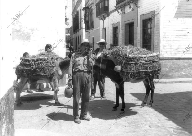 Venta ambulante con burros