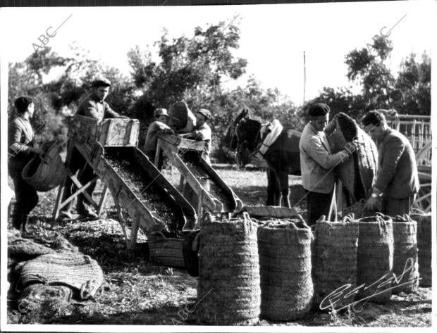 Envasado de aceituna en el olivar para ser enviada en los Clásicos Capachos A...