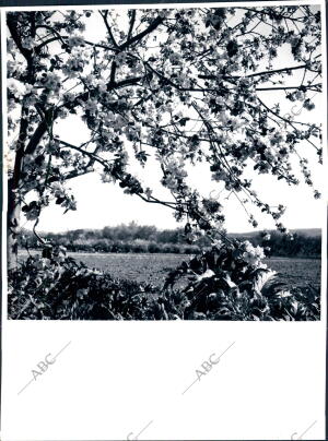 La primavera en el campo Vasco. Frutales en flor