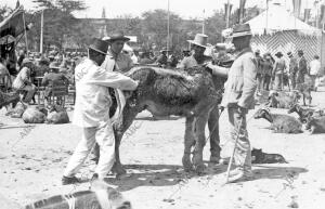 Hombres esquilando a un burro en la Feria de Abril