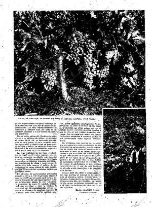 ABC MADRID 11-11-1951 página 23