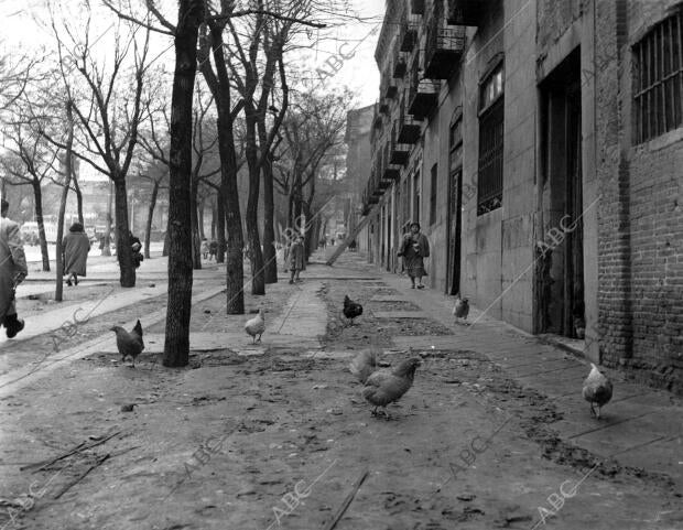 Unas gallinas corretean por la calle de Toledo, en el tramo comprendido entre la...