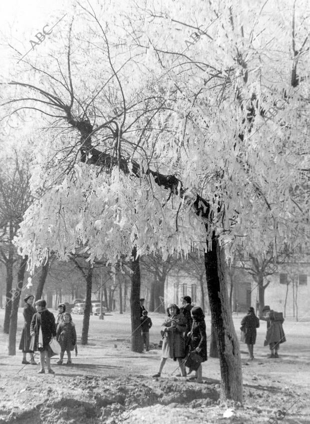 Las hojas de los árboles están cubiertas de hielo, y la gente que pasea llevan...