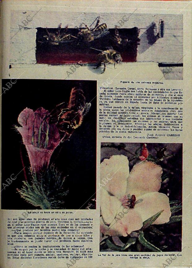ABC MADRID 22-04-1956 página 21