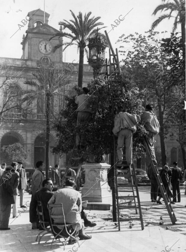 Recogida de las Naranjas en la plaza de san Fernando