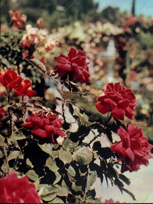 BLANCO Y NEGRO MADRID 01-06-1957 página 29