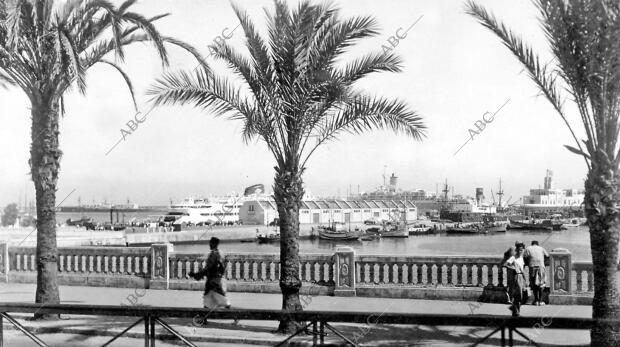 Larga Balaustrada al mar con Orillas de Palmeras