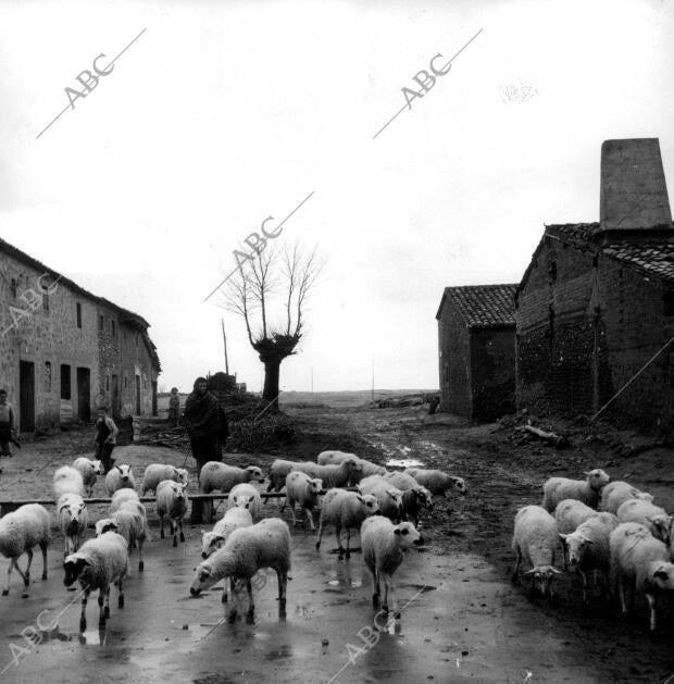 Ovejas en una de las Calles del pueblo los Llamares (Soria)