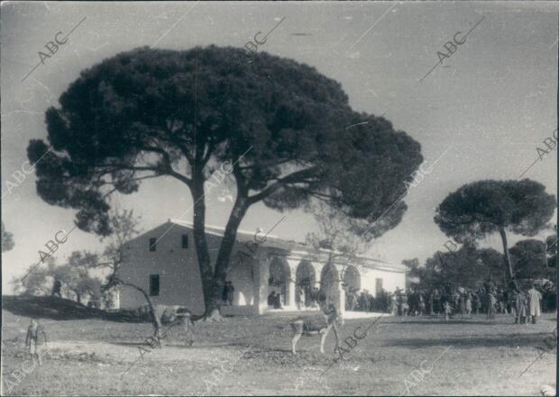 Casa Blanca entre los Pinos de Fuentepiña en Moguer (Huelva)