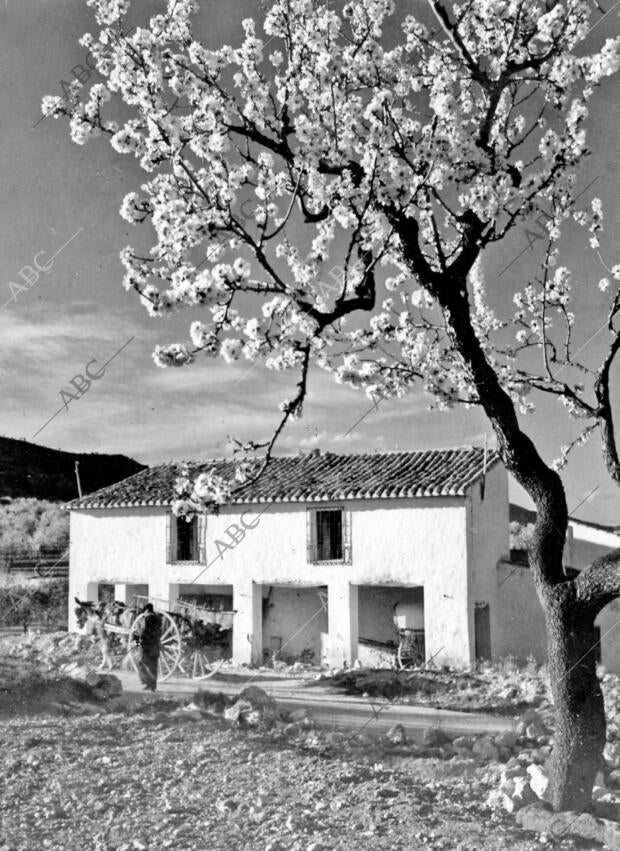 Típica vivienda Campesina del marquesado de Denia, con su Característico...