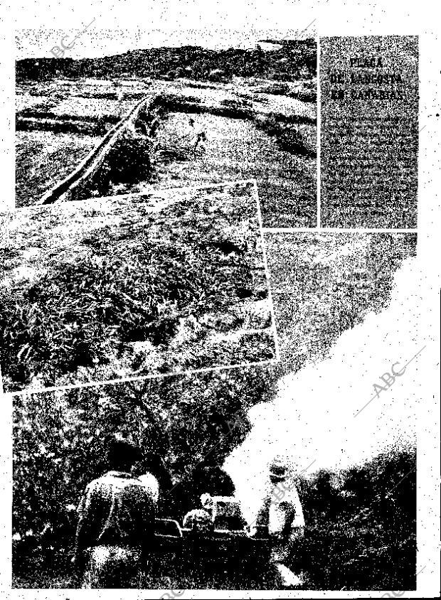 ABC MADRID 25-10-1958 página 29