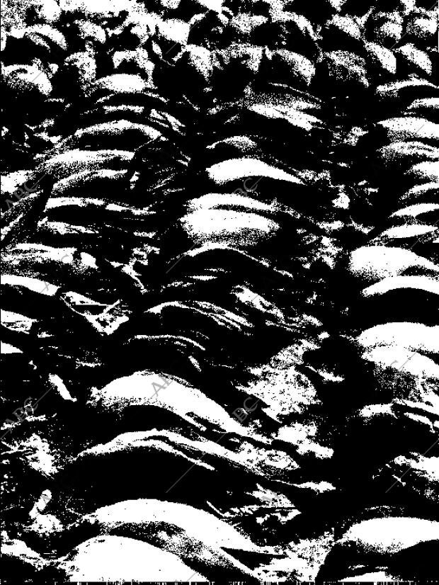 BLANCO Y NEGRO MADRID 24-01-1959 página 38