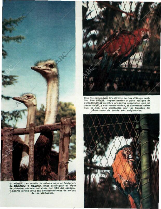 BLANCO Y NEGRO MADRID 08-08-1959 página 39