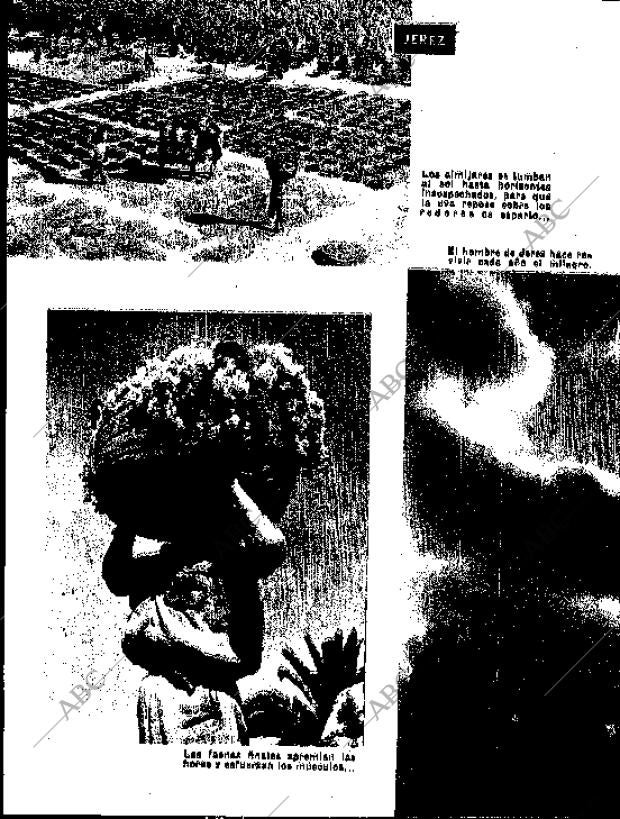 BLANCO Y NEGRO MADRID 12-09-1959 página 42