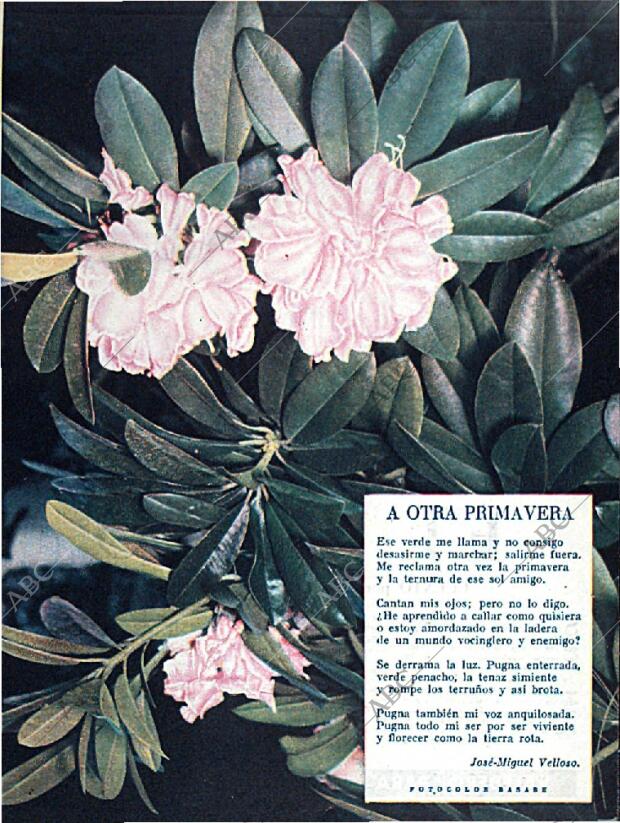 BLANCO Y NEGRO MADRID 31-10-1959 página 57