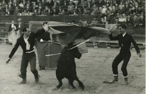 El gran corredor ciclista «Bahamontes», y el torero Pablo Lozano, toreando «al...