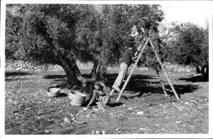 Recolección de la aceituna en un campo de Jaén