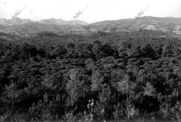 Vista general del bosque de Elviria (Málaga)