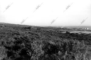 Vista parcial del bosque de Elviria (Málaga)