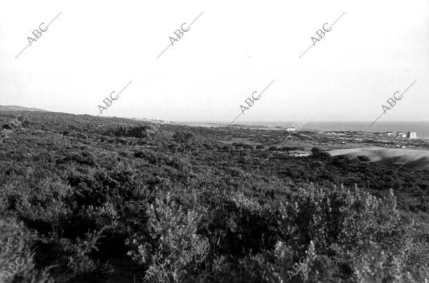 Vista parcial del bosque de Elviria (Málaga)