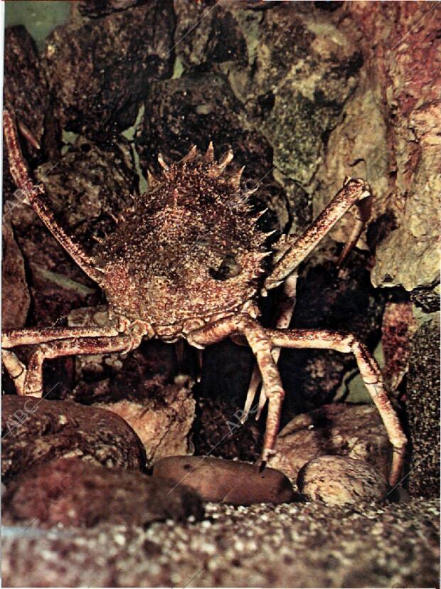 BLANCO Y NEGRO MADRID 16-07-1960 página 39