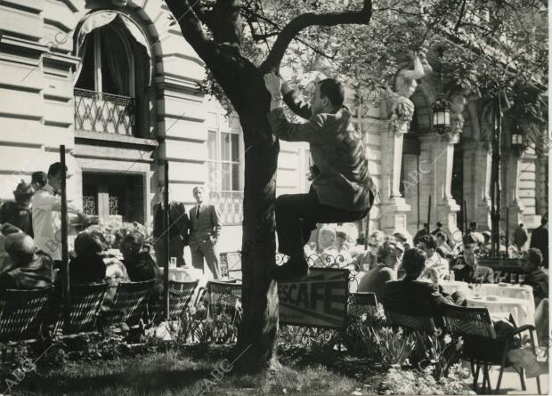 En la Vía Véneto, un fotógrafo sube a un árbol para intentar fotografías de los...