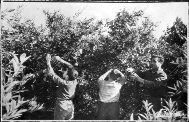 La recolección de la naranja en la huerta valenciana